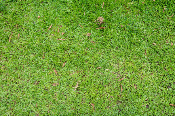 Green grass seamless texture. Seamless in only horizontal dimension. - Fotoğraf, Görsel