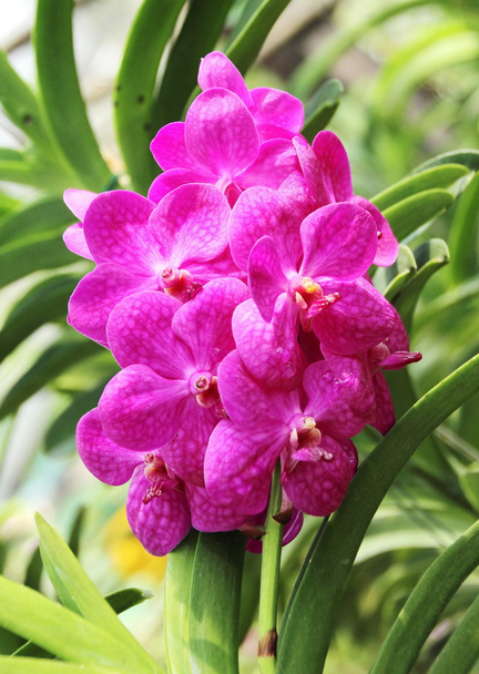 Tajski orchid - Zdjęcie, obraz