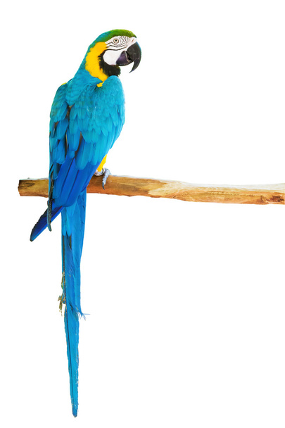 Modrá a žlutá macaw na log - Fotografie, Obrázek
