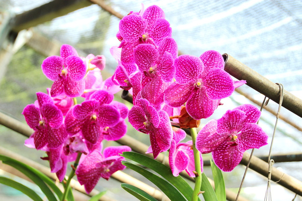 Тайская орхидея
 - Фото, изображение