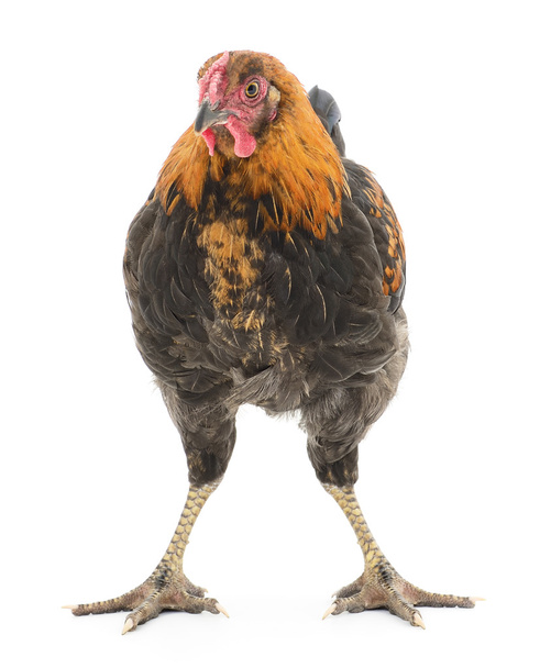 brown hen - Φωτογραφία, εικόνα