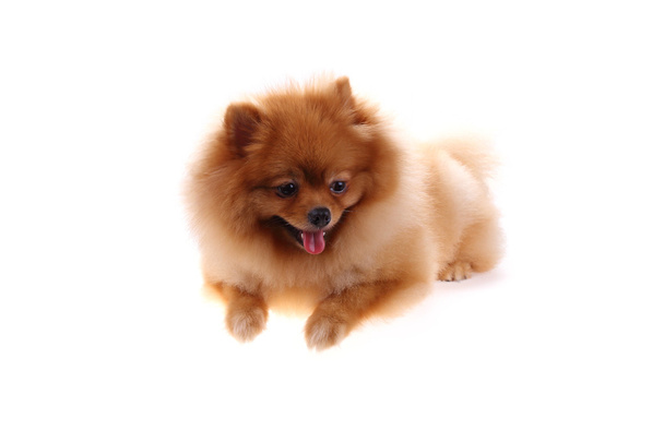 kahverengi Pomeranya köpeği beyaz zemin üzerine sevimli hayvan izole. - Fotoğraf, Görsel