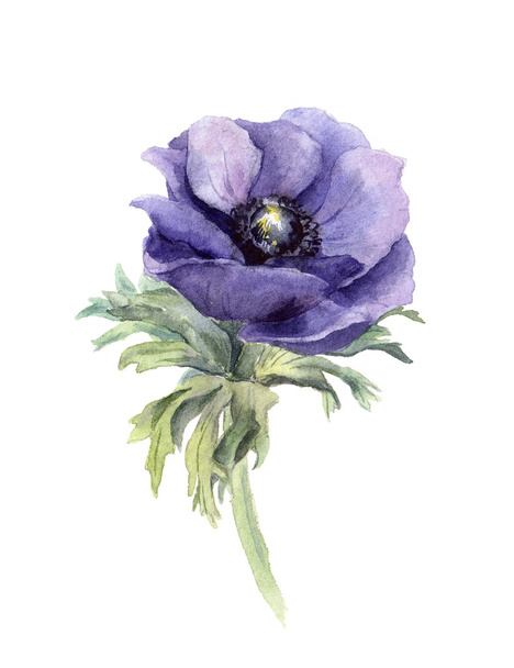 Anemone flower. Watercolor botanical illustration - Photo, image