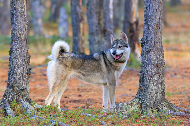 Hunting dog in the wood - Fotoğraf, Görsel
