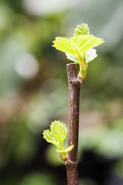 młody fig drzewa liście w z bliska - Zdjęcie, obraz