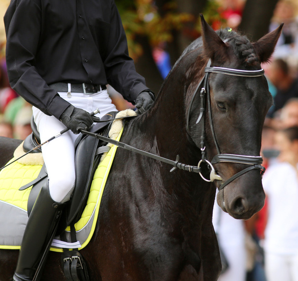 Jinete de caballo macho montado en un caballo de doma frisón negro
 - Foto, Imagen