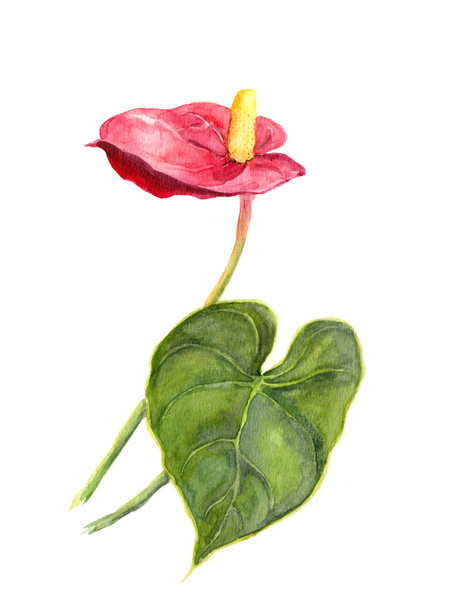 Exotic flower - Anthurium. Watercolor - Foto, afbeelding