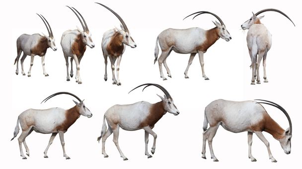 Scimitar Oryx - Photo, Image