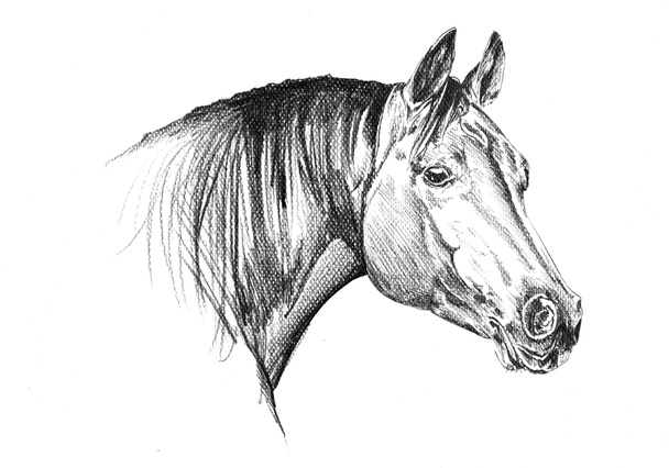Freihand Pferdekopf Bleistiftzeichnung - Foto, Bild