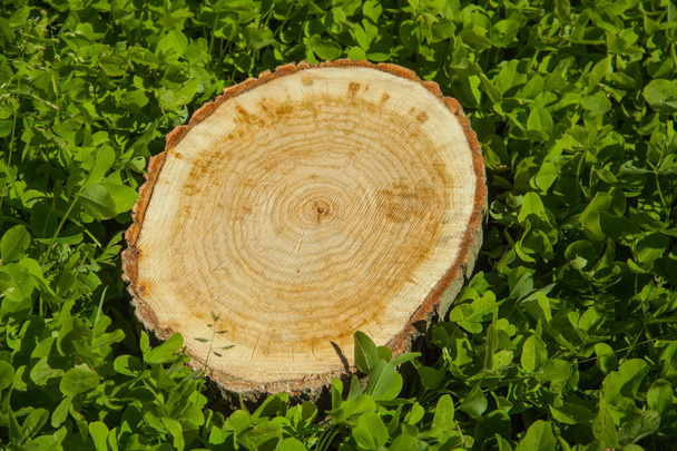 tree stump on the grass - Foto, Bild