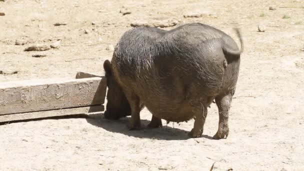 glückliches Schweinchen l - Filmmaterial, Video