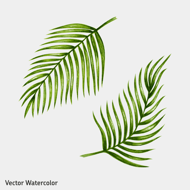 pálmafák levelek - Vektor, kép