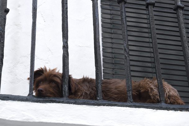 Hond liggend op een balkon - Foto, afbeelding