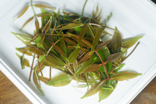 Hojas de olivo verde fresco y hojas de lechuga en plato blanco
 - Foto, Imagen