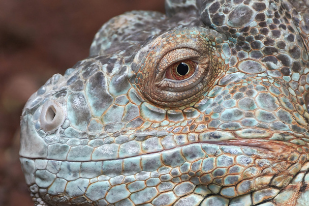 Legwan zielony (Iguana iguana) - Zdjęcie, obraz
