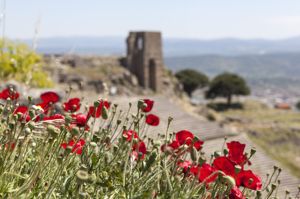 古代劇場の背景にケシの花。ペルガモン。トルコ. - 写真・画像