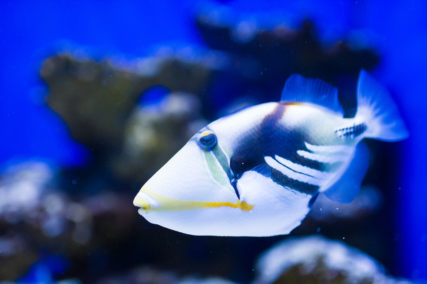 sea fish - Foto, Imagem