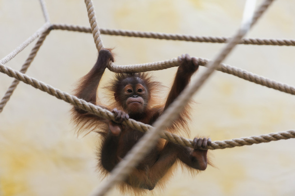 monkey - Фото, изображение