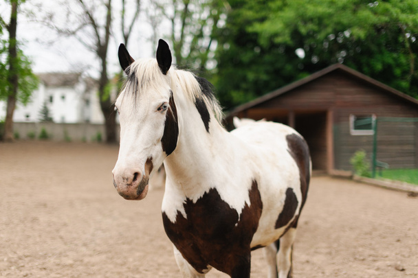 horse - Foto, afbeelding