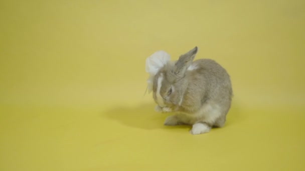 Rabbit in white bows washes slow motion yellow background - Footage, Video