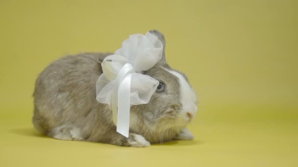 Guinea pig in white bows slow motion yellow background - Footage, Video