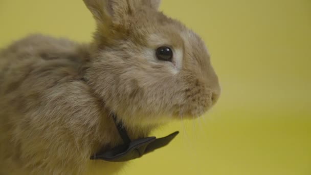 the rabbit in black bow-tie yellow background - Footage, Video