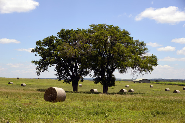 Széna mező Lyndon b. Johnson nemzeti történelmi Park, Texas - Fotó, kép