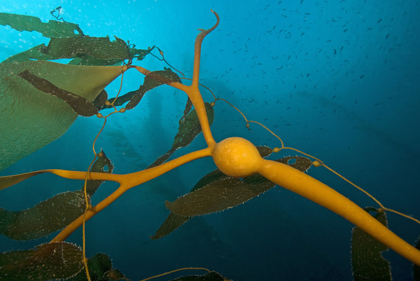 Zeewier reus kelp op Californië onderwater reef - Foto, afbeelding