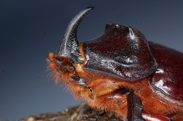 Europese rhinoceros beetle - Foto, afbeelding