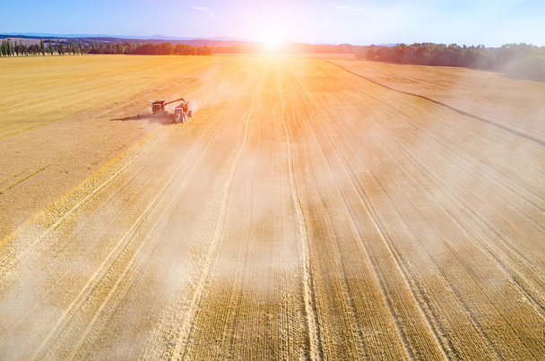 麦畑に取り組んで結合上の日没 - 写真・画像