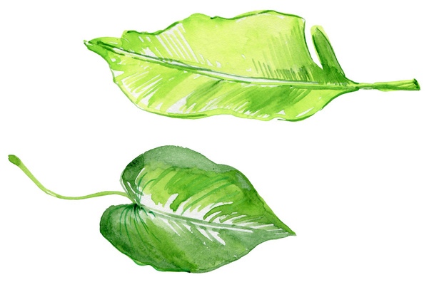Folhas tropicais desenhadas à mão
 - Foto, Imagem