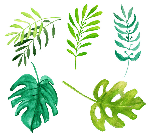 hojas tropicales verdes - Foto, imagen