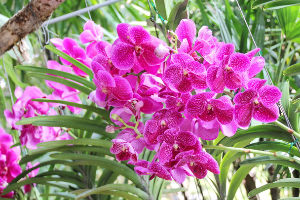 Tajski orchid - Zdjęcie, obraz
