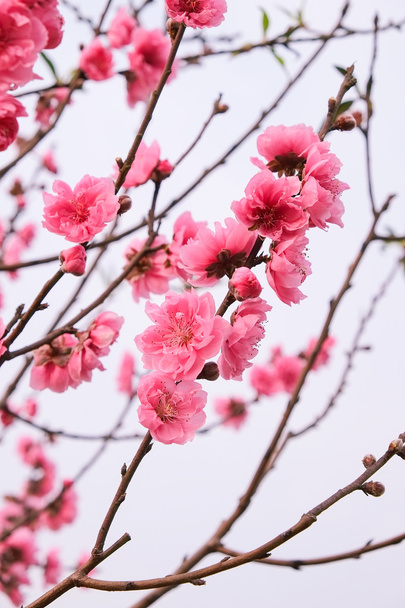 マクロ桜の花. - 写真・画像