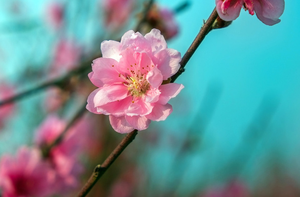 Macro cherry blossoms flowers. - Photo, Image