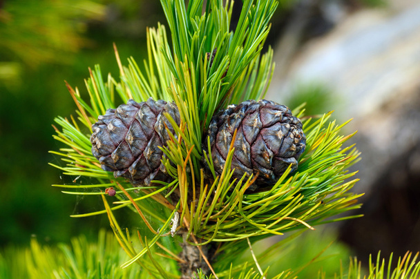 pine cones on a cedar branch. Photo toned - Photo, Image