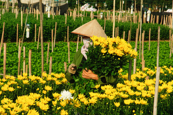 beautiful chrysanthemum. - Photo, Image