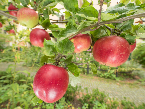 Äpfel auf dem Baum - Foto, Bild