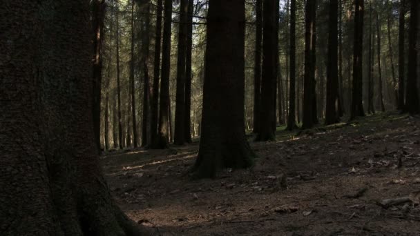 Stromy v lese sitka smrk - Záběry, video