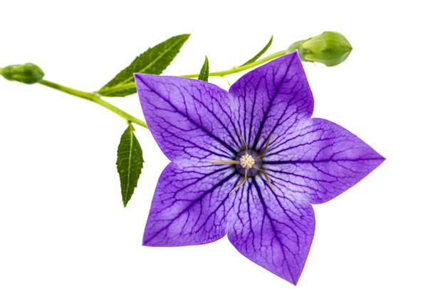 Fioletowy kwiat Platycodon (Platycodon grandiflorus) lub bellflo - Zdjęcie, obraz