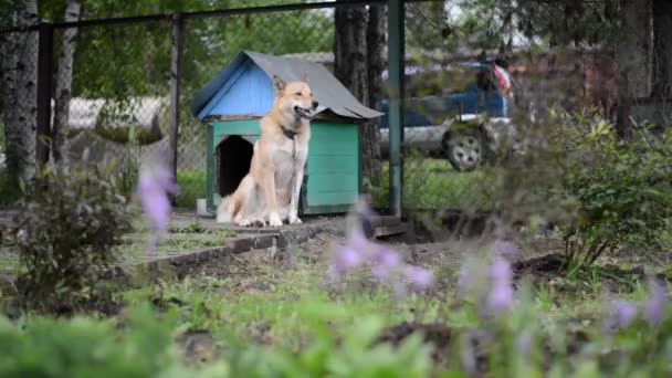 Dog and dog house... - Footage, Video