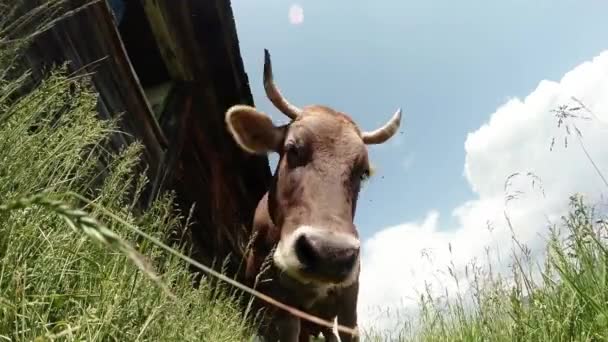 κέρατα αγελάδας μπεζ, φωτεινή ηλιοφάνεια από παρακάτω άποψη κοντά στον ξύλινο τοίχο - Πλάνα, βίντεο