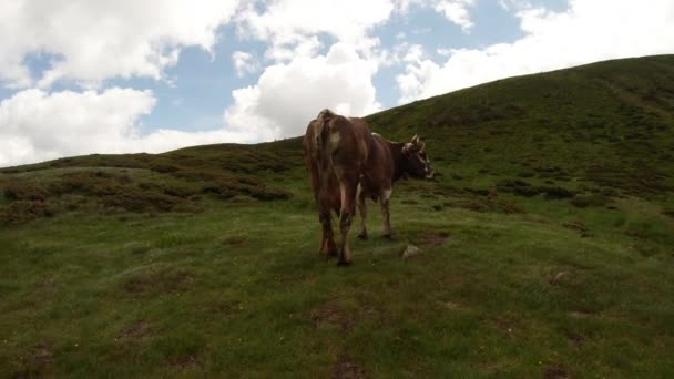 κέρατα spotted αγελάδα σε ένα πράσινο λόφο κόκκινη ουρά κουνώντας μπροστά από την κάμερα συνολικό σχέδιο - Πλάνα, βίντεο
