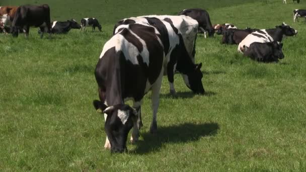 Holstein-Friesian αγελάδες σε ένα πεδίο - Πλάνα, βίντεο