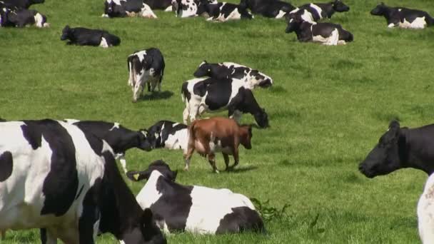 Holstein-friesian cows in a field - Footage, Video