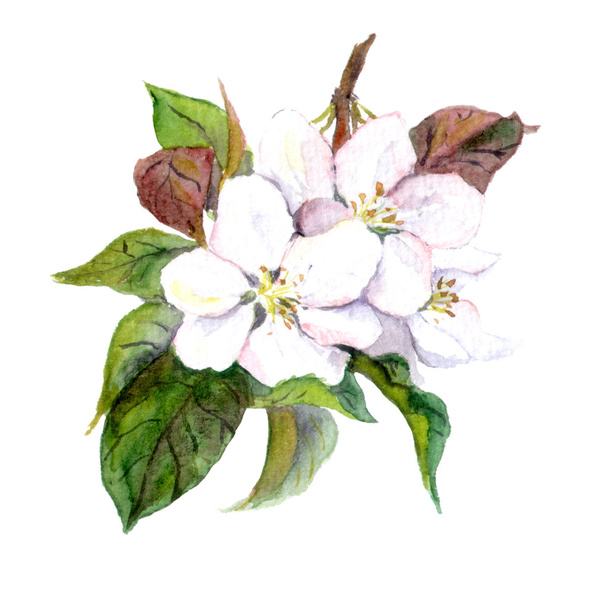 Apple tree flowers, watercolor illustration - Fotografie, Obrázek