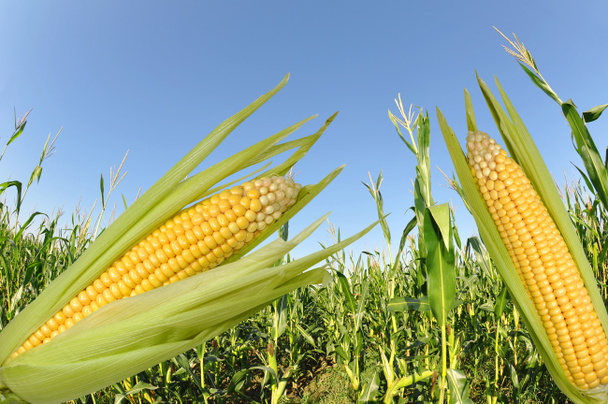 Corn field - Photo, Image