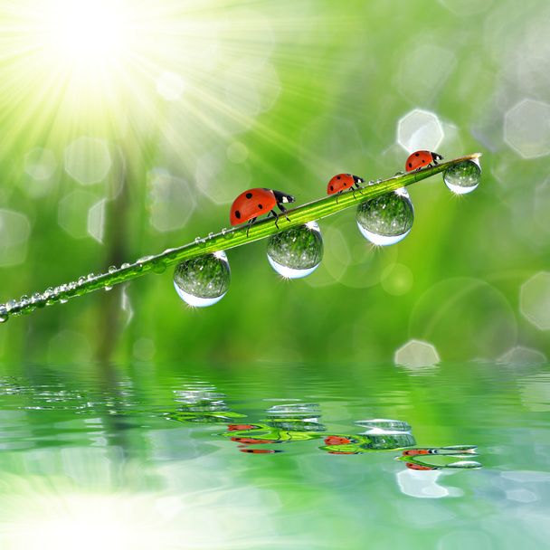çiy damlaları ve ladybirds - Fotoğraf, Görsel