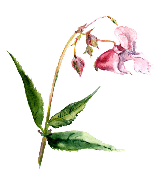 Pink isolate balsam flower in watercolor - Fotoğraf, Görsel
