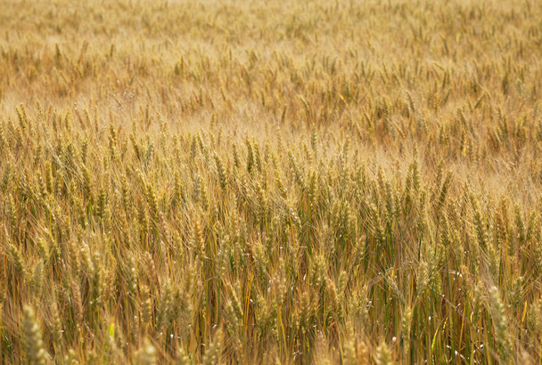 Campo de trigo dorado
. - Foto, imagen